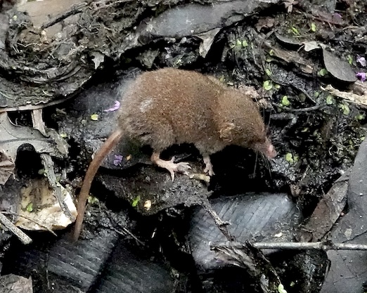 shrew
